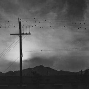 Birds on wire