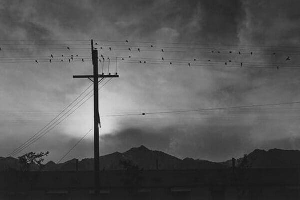 Birds on wire