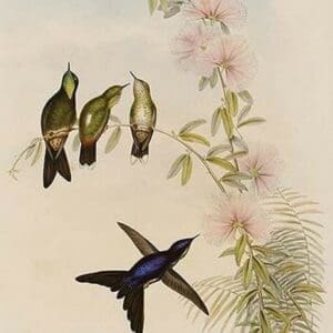 Black Backed Thornbill by John Gould - Art Print