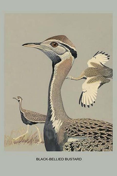 Black Bellied Bustard by Louis Agassiz Fuertes - Art Print