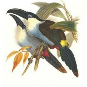 Black Billed Mountain Toucan by John Gould #2 - Art Print