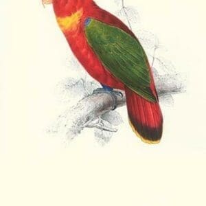 Black-Ccapped Lory - Lorius Domicella by Edward Lear - Art Print