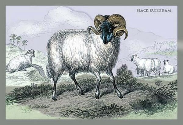 Black Faced Ram by John Stewart - Art Print