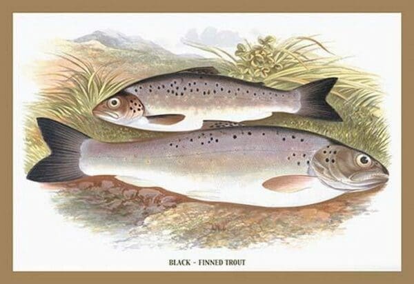 Black-Finned Trout by A.F. Lydon - Art Print