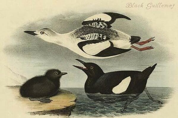 Black Guillemot by John James Audubon - Art Print