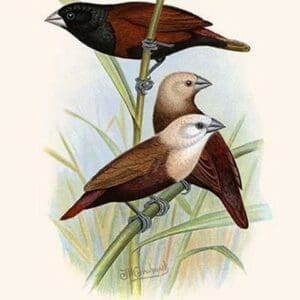 Black Headed Mannikin & White Headed Mannikin by Frederick William Frohawk #2 - Art Print