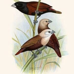 Black Headed Mannikin & White Headed Mannikin by Frederick William Frohawk - Art Print