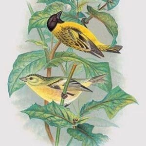 Black-Headed Siskin by Arthur Gardiner Butler - Art Print