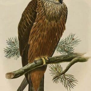 Black Kite by John Gould - Art Print