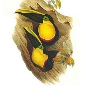 Black-Mandibled or Yellow throated Toucan by John Gould #2 - Art Print