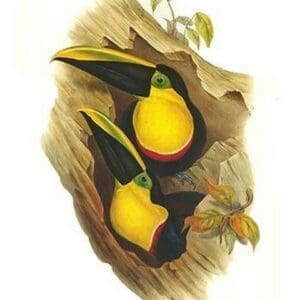 Black-Mandibled or Yellow throated Toucan by John Gould - Art Print