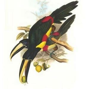 Black-Necked Aracari by John Gould #2 - Art Print