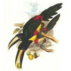 Black-Necked Aracari by John Gould - Art Print