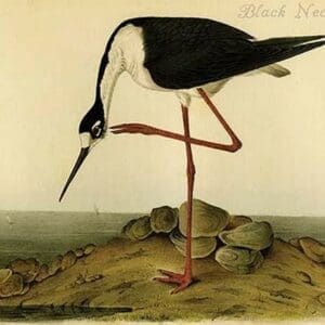 Black Necked Stilt by John James Audubon - Art Print