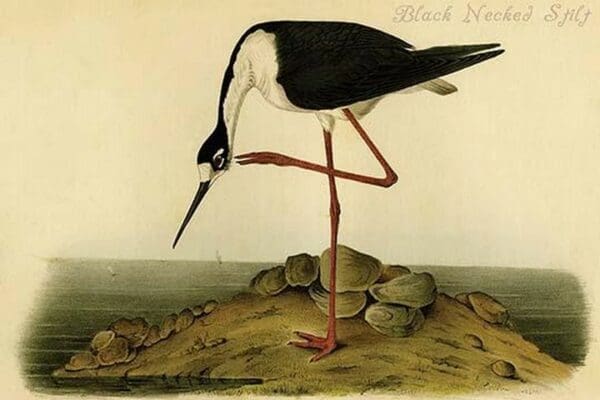 Black Necked Stilt by John James Audubon - Art Print