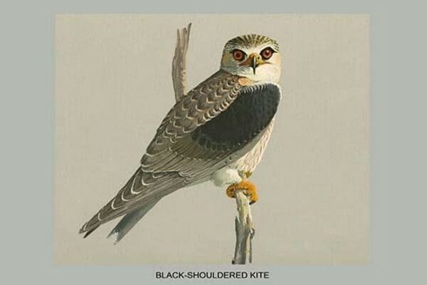 Black Shouldered Kite by Louis Agassiz Fuertes - Art Print