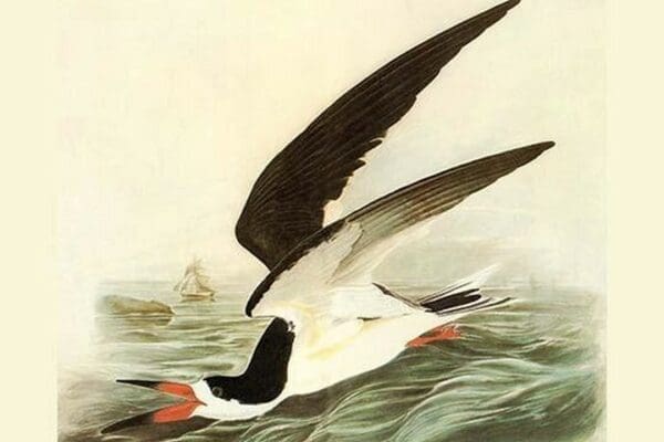 Black Skimmer by John James Audubon - Art Print