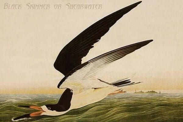 Black Skimmer or Shearwater by John James Audubon - Art Print