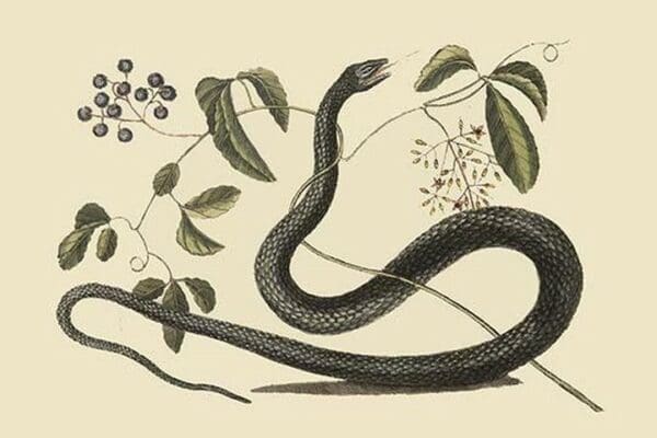 Black Snake by Mark Catesby - Art Print