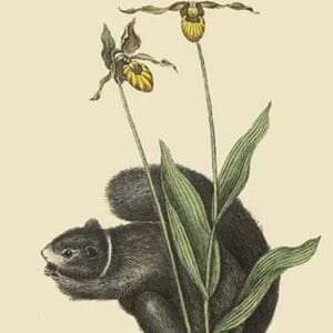 Black Squirrel by Mark Catesby - Art Print