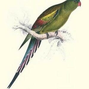 Black Tailed Parakeet(Female) - Polypelis Anthopeplus by Edward Lear - Art Print