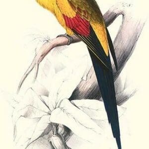 Black Tailed Parakeet(Male) - Polypelis Anthopeplus by Edward Lear - Art Print