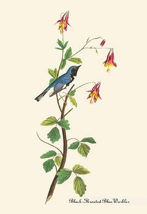 Black-Throated Blue Warbler by John James Audubon - Art Print