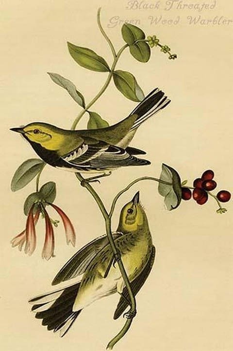 Black Throated Green Wood Warbler by John James Audubon - Art Print