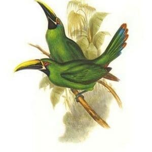 Black Throated Toucanet by John Gould #2 - Art Print