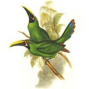 Black Throated Toucanet by John Gould - Art Print