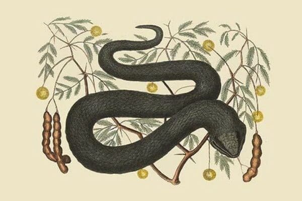 Black Viper by Mark Catesby - Art Print