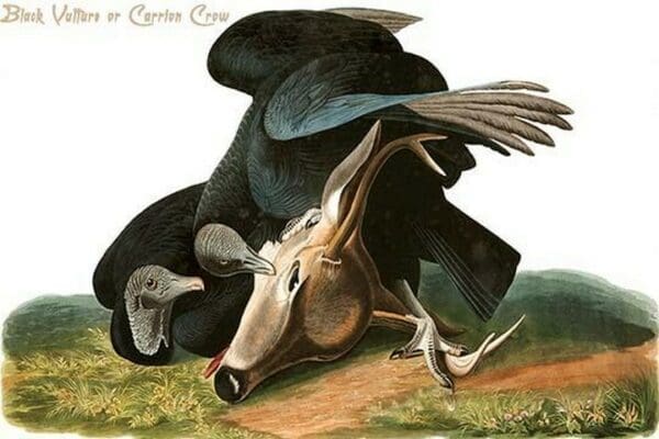 Black Vulture or Carrion Crow by John James Audubon - Art Print