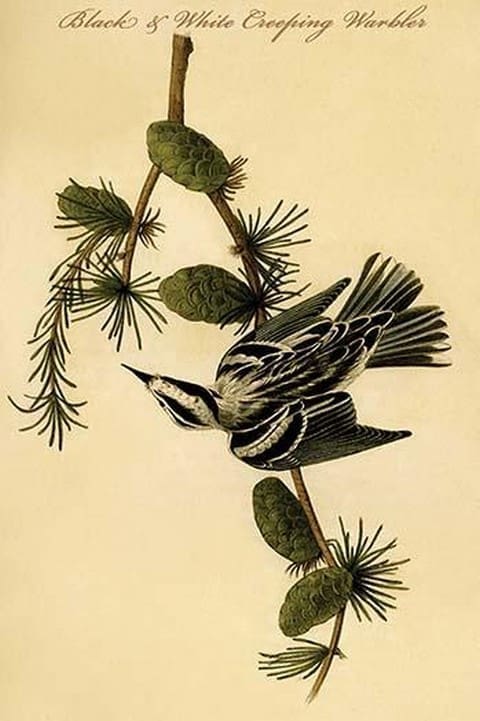 Black & White Creeping Warbler by John James Audubon - Art Print