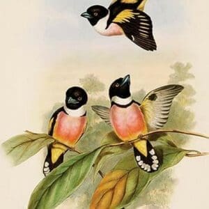 Black & Yellow Broadbill by John Gould - Art Print