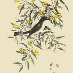 Blackcap Flycatcher by Mark Catesby #2 - Art Print