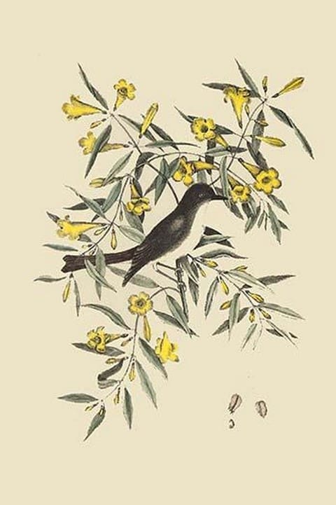 Blackcap Flycatcher by Mark Catesby - Art Print