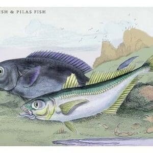 Blackfish and Pilas Fish by Robert Hamilton - Art Print