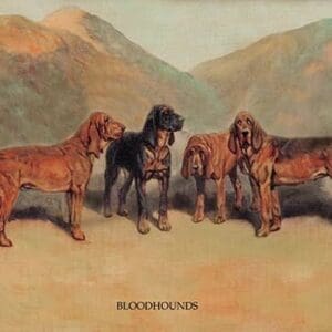 Bloodhounds by  Thomas Ivester Lloyd - Art Print