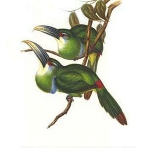 Blue Banded Toucanet by John Gould #2 - Art Print