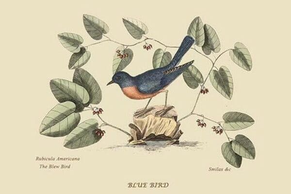 Blue Bird by Mark Catesby #2 - Art Print