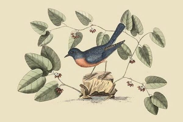 Blue Bird by Mark Catesby - Art Print