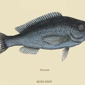 Blue Fish by Mark Catesby #2 - Art Print