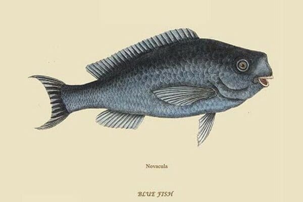 Blue Fish by Mark Catesby #2 - Art Print