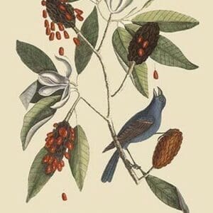 Blue Grosbeak by Mark Catesby #2 - Art Print