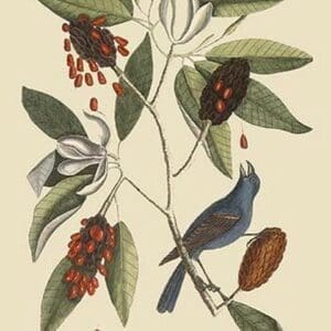 Blue Grosbeak by Mark Catesby - Art Print