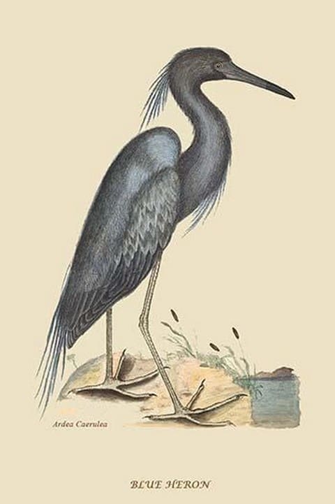 Blue Heron by Mark Catesby #2 - Art Print