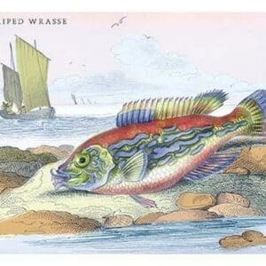 Blue Striped Wrasse by Robert Hamilton - Art Print