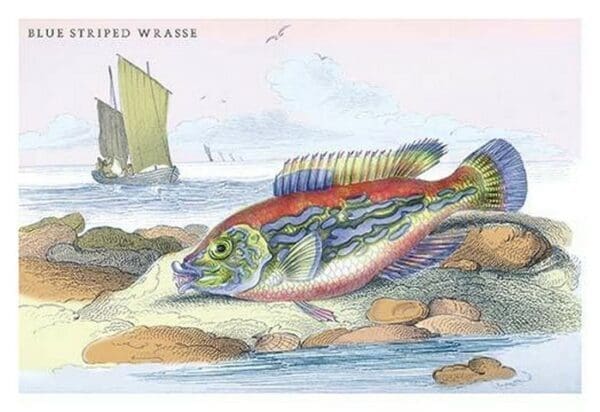 Blue Striped Wrasse by Robert Hamilton - Art Print