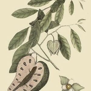 Blue Tail Lizard by Mark Catesby #2 - Art Print