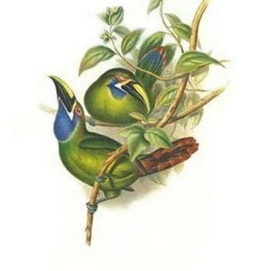 Blue Throated Toucanet by John Gould #2 - Art Print